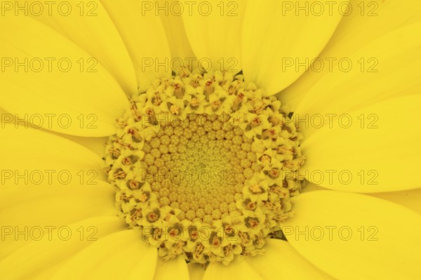 Corn marigold (Glebionis segetum) single yellow wildflower flower in summer, England, United Kingdom