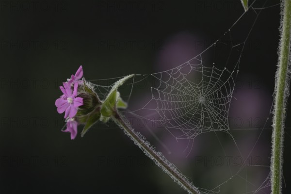 Red campion (Silene dioica) wildflower flowers with a spiders web in spring, England, United Kingdom