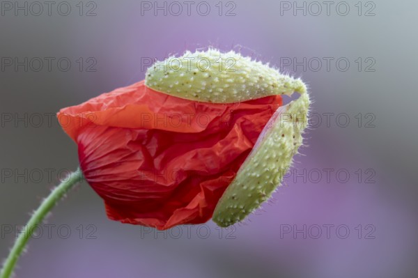 Common field poppy (Papaver rhoeas) red wildflower flower bud in summer, England, United Kingdom