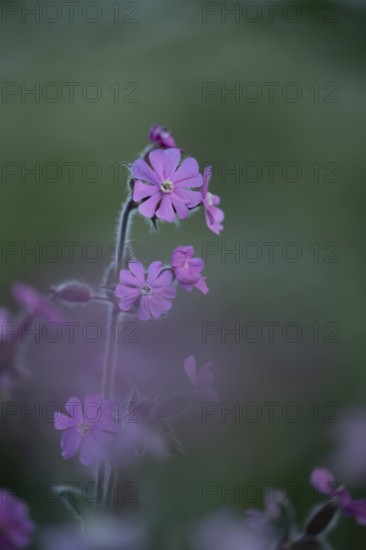 Red campion (Silene dioica) wildflower flowers in spring, England, United Kingdom