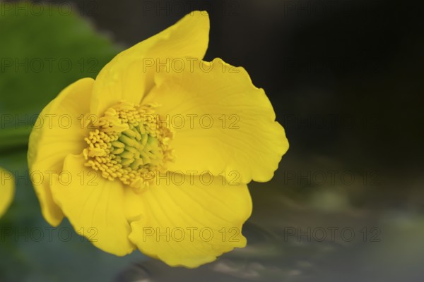 Marsh marigold or Kingcup (Caltha palustris) single yellow wildflower flower in spring, England, United Kingdom
