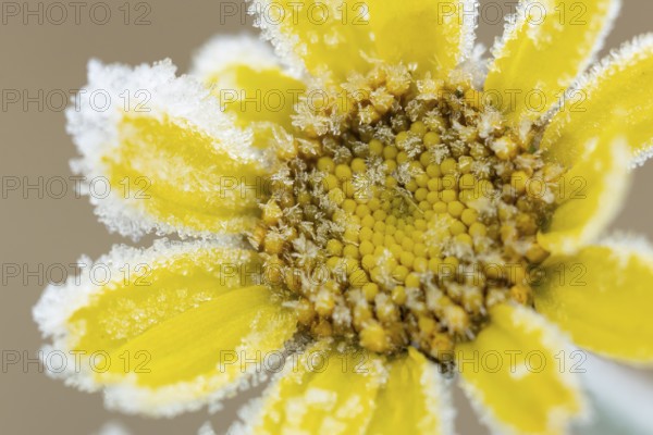 Corn marigold (Glebionis segetum) single yellow wildflower flower covered in frost in winter, England, United Kingdom