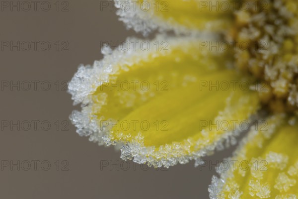 Corn marigold (Glebionis segetum) single yellow wildflower flower petals covered in frost in winter, England, United Kingdom