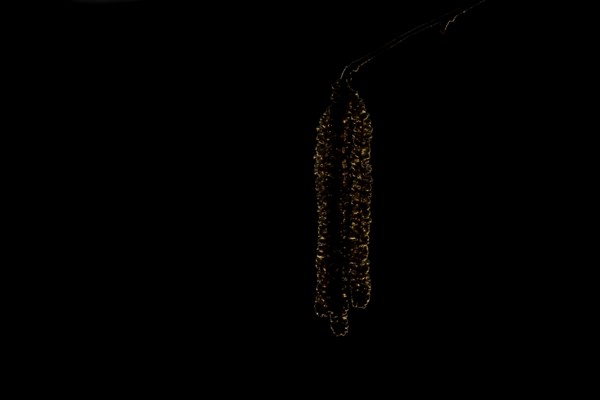 Hazel tree (Corylus avellana) catkins backlit in spring, England, United Kingdom