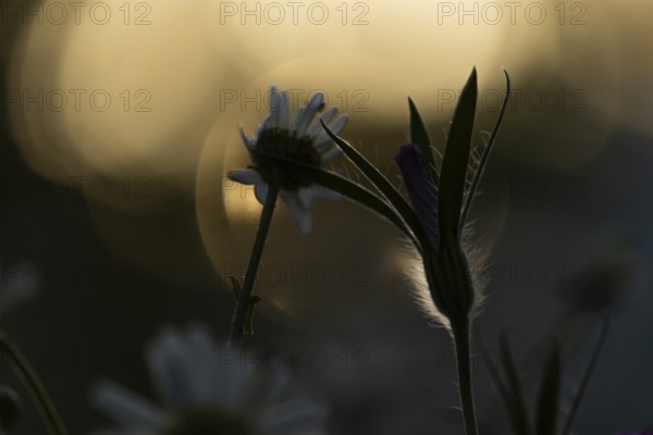 Oxeye daisy (Leucanthemum vulgare) and Corncockle (Agrostemma githago) wildflower flowers at sunset in summer, England, United Kingdom
