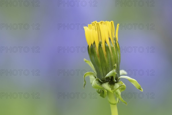 Dandelion (Taraxacum officinale) wildflower flower bud in spring, England, United Kingdom