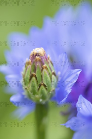 Cornflower (Centaurea cyanus) annual wildflower blue flower bud in summer, England, United Kingdom