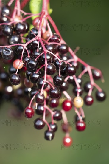 Elder tree (Sambucus nigra) black berries in autumn, England, United Kingdom