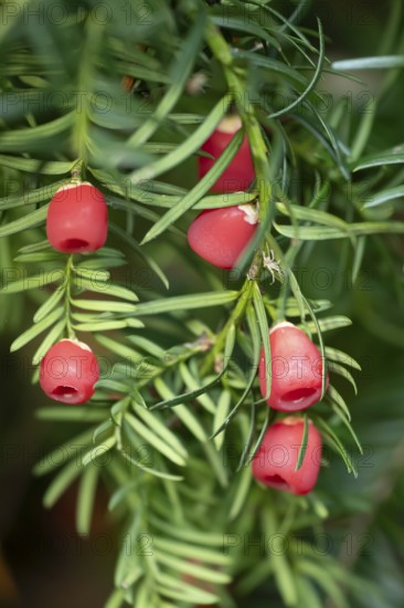 Common yew tree (Taxus baccata) red berries in autumn, England, United Kingdom