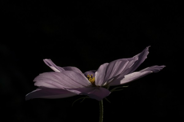 Cosmos garden annual flower in summer, England, United Kingdom