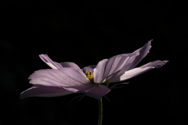 Cosmos garden annual pink flower in summer, England, United Kingdom