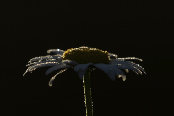 Oxeye daisy (Leucanthemum vulgare) flower in summer, England, United Kingdom