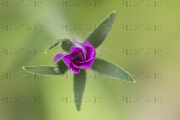 Common corncockle (Agrostemma githago) single pink wildflower flower in summer, England, United Kingdom