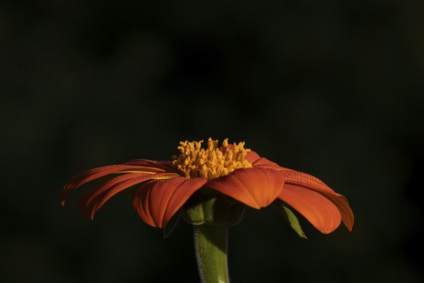 Mexican sunflower (Tithonia spp) 'Goldfinger' garden annual orange flower in summer, England, United Kingdom
