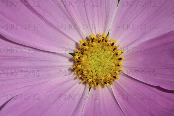 Cosmos garden pink flower close of of its centre in summer, England, United Kingdom
