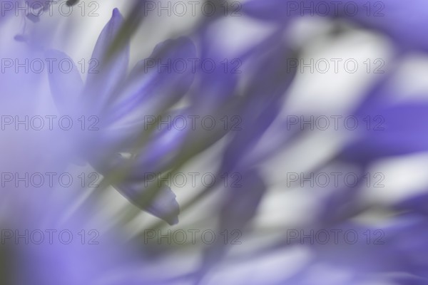 Agapanthus blue garden flower in summer, England, United Kingdom