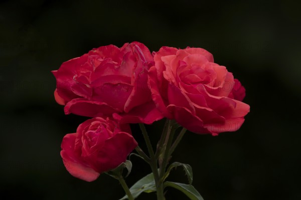 English red rose three garden flowers in summer, England, United Kingdom