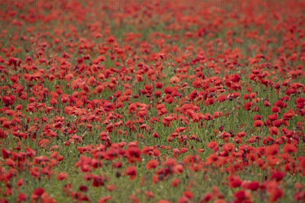 Common field poppy (Papaver rhoeas) red wildflower flowers poppies in a poppyfield in summer, England, United Kingdom