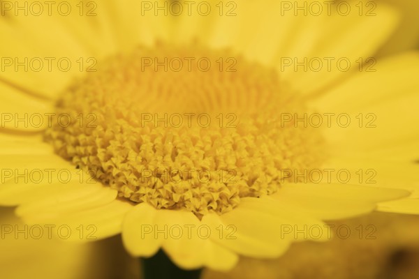 Corn marigold (Glebionis segetum) yellow wildflower flower in summer, England, United Kingdom