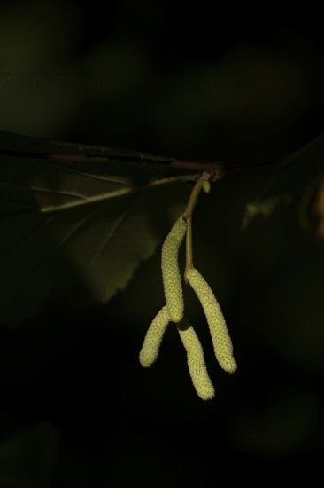 Hazel tree (Corylus avellana) catkins in autumn, England, United Kingdom