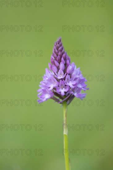 Pyramidal orchid (Anacamptis pyramidalis) single pink wildflower flower in summer, England, United Kingdom