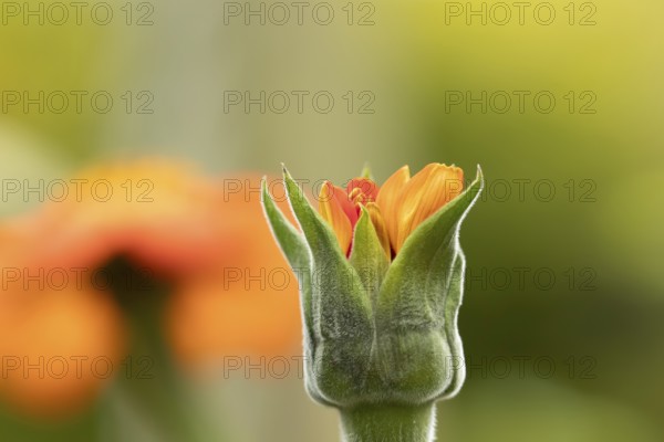 Mexican sunflower (Tithonia spp) 'Goldfinger' garden annual orange flower bub in summer, England, United Kingdom