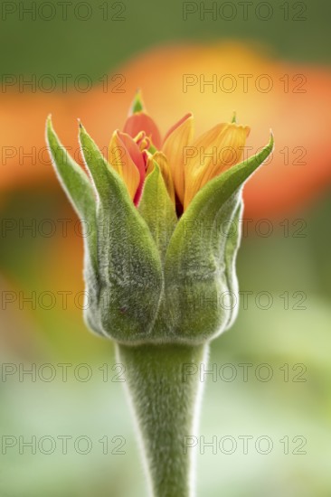 Mexican sunflower (Tithonia spp) 'Goldfinger' garden annual orange flower bub in summer, England, United Kingdom