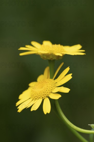 Corn marigold (Glebionis segetum) two yellow wildflower flowers in summer, England, United Kingdom