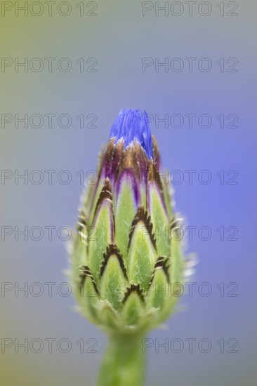 Cornflower (Centaurea cyanus) annual wildflower blue flower in summer, England, United Kingdom
