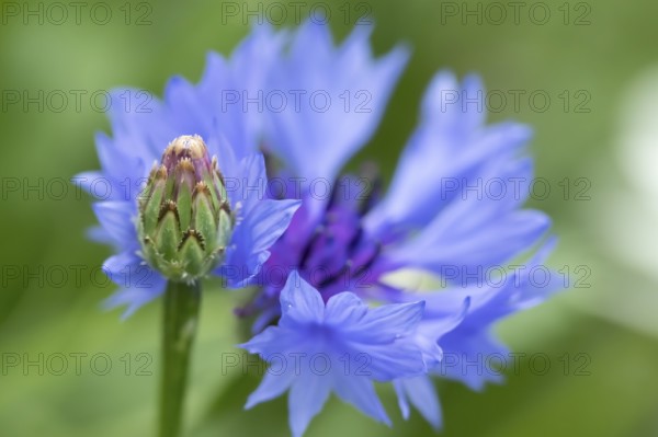 Cornflower (Centaurea cyanus) annual wildflower blue flower in summer, England, United Kingdom