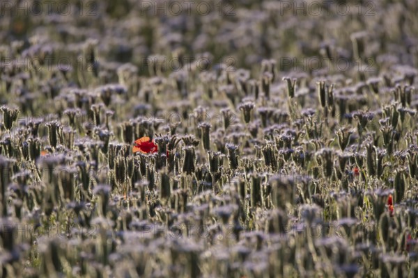 Phacelia (Phacelia tanacetifolia) field of flowers with a single Common field poppy (Papaver rhoeas) red wildflower flower in summer, England, United Kingdom