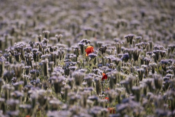 Phacelia (Phacelia tanacetifolia) field of flowers with Common field poppy (Papaver rhoeas) red wildflower flower in summer, England, United Kingdom
