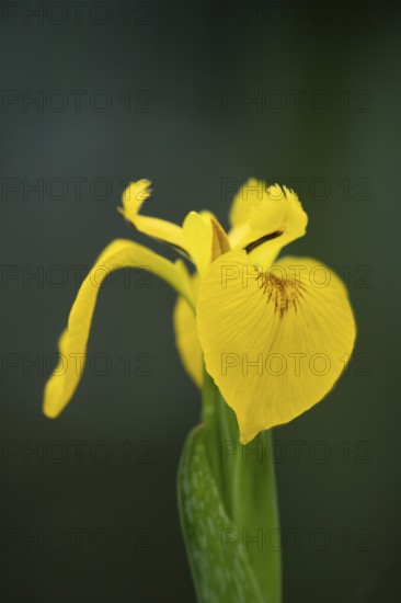 Yellow flag iris (Iris pseudacorus) single flower in summer, England, United Kingdom
