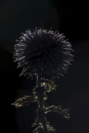 Globe thistle (Echinops bannaticus) single garden flower backlit in summer, England, United Kingdom