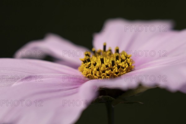 Cosmos garden flower close of of its centre in summer, England, United Kingdom