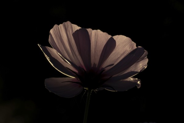 Cosmos garden flower backlit in summer, England, United Kingdom