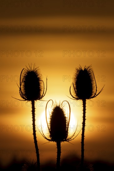Teasel (Dipsacus fullonum) silhouette of a three plant seedheads at sunset, England, United Kingdom