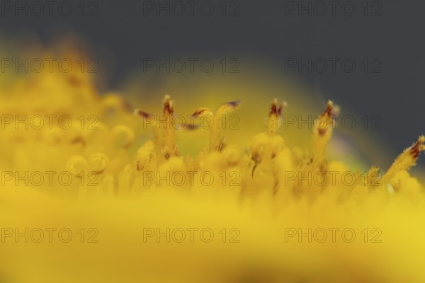 Annual sunflower (Helianthus annuus) yellow flower close up of stamen in summer, England, United Kingdom