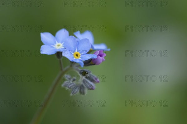 Forget-me-not (Myosotis sylvatia) annual blue flower in spring, England, United Kingdom