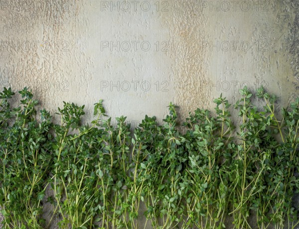 Lemon thyme, laid out on the table, food photographer, top view