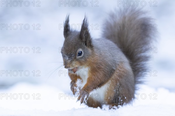 Red squirrel (Sciurus vulgaris) adult mammal carrying a nut in its mouth in snow in winter, Yorkshire, England, United Kingdom
