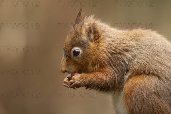 Red squirrel (Sciurus vulgaris) adult mammal eating a nut in winter, Yorkshire, England, United Kingdom