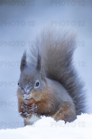 Red squirrel (Sciurus vulgaris) adult mammal carrying a nut in its mouth in snow in winter, Yorkshire, England, United Kingdom
