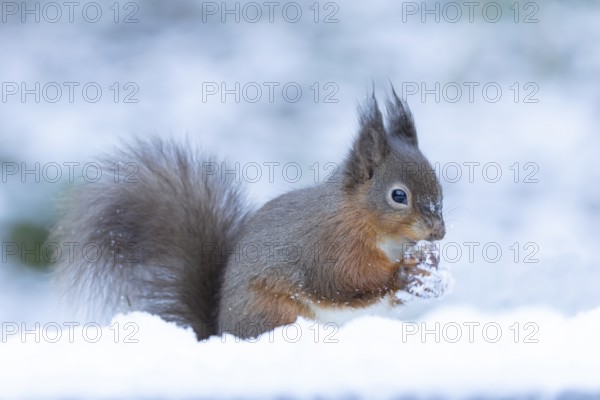 Red squirrel (Sciurus vulgaris) adult mammal collecting a nut in its mouth in snow in winter, Yorkshire, England, United Kingdom