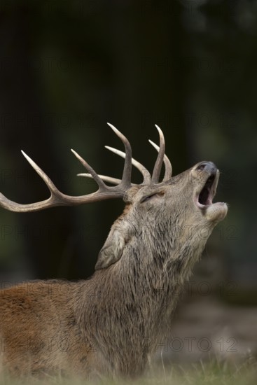 Red deer (Cervus elaphus) adult male stag mammal roaring in the annual rut in autumn, England, United Kingdom