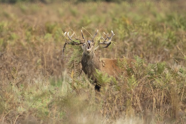 Red deer (Cervus elaphus) adult male stag mammal roaring in the annual rut in autumn, England, United Kingdom