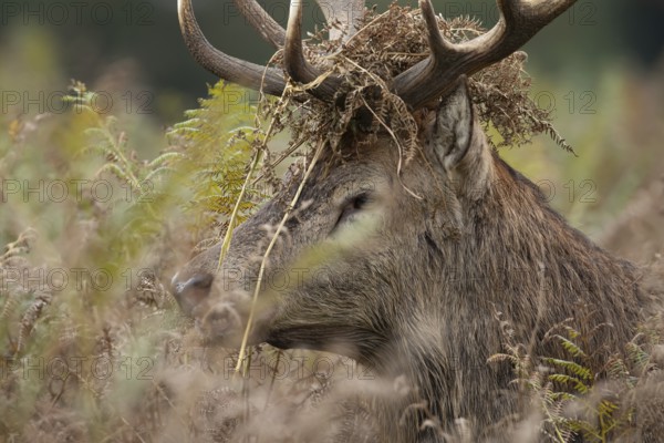 Red deer (Cervus elaphus) adult male stag mammal with bracken on its head in the annual rut in autumn, England, United Kingdom