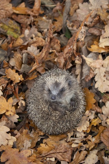 European hedgehog (Erinaceus europaeus) adult mammal curled in a ball during hibernation on fallen autumn colour leaves, England, United Kingdom
