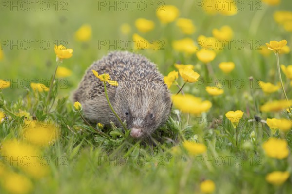 European hedgehog (Erinaceus europaeus) adult mammal in a countryside meadow with Buttercup wildflowers in spring, England, United Kingdom