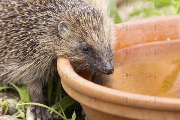 European hedgehog (Erinaceus europaeus) adult mammal drinking water from a plant pot saucer in a garden in summer, England, United Kingdom